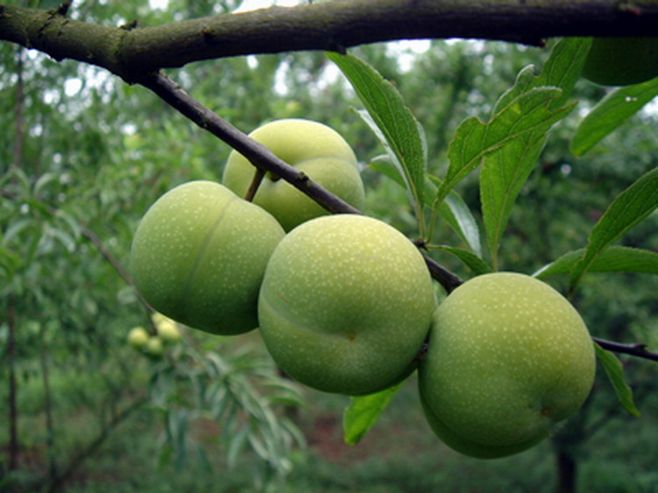 "终于被发现了,平时吃点它,便秘慢慢消失了|便秘|肠道|李子_新浪新闻