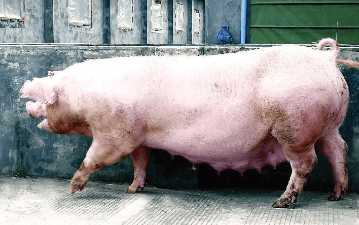 在农村,有人专门回收"老母猪",主要是用来干什么呢?