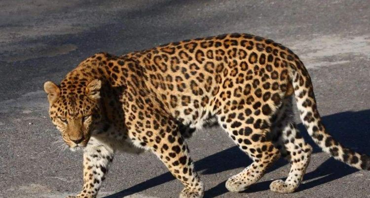 世界上体型最大的豹子图片