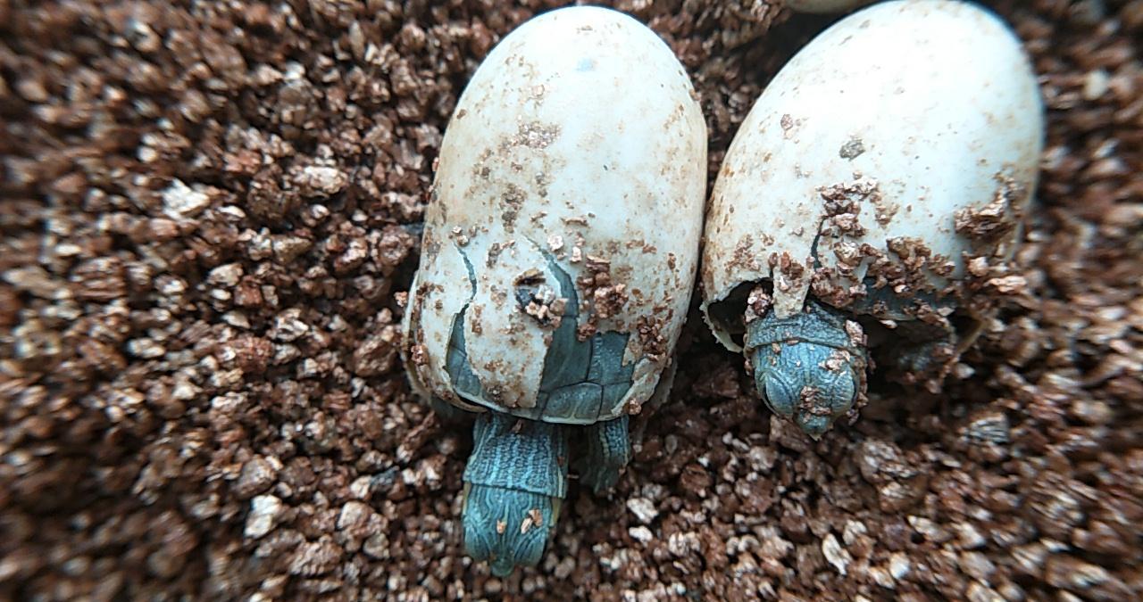 你们谁见过乌龟出壳的瞬间
