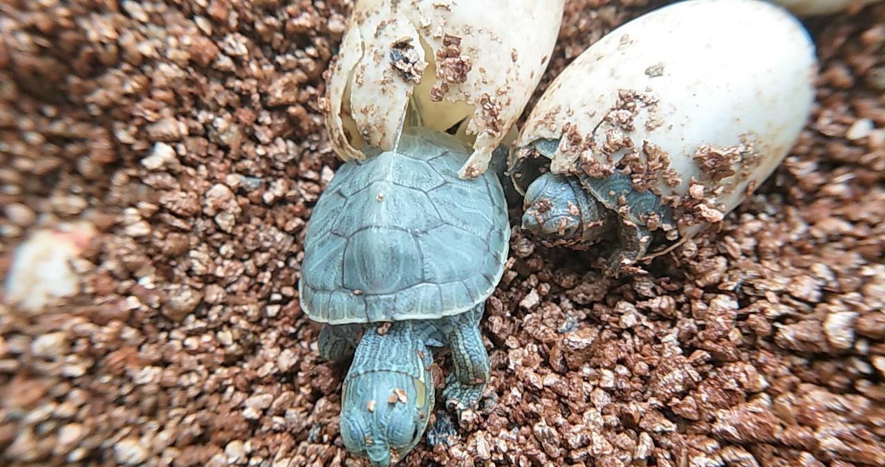 你们谁见过乌龟出壳的瞬间