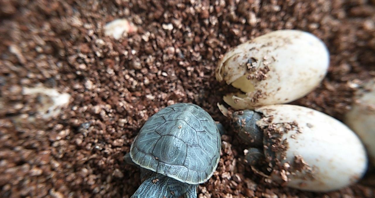 你们谁见过乌龟出壳的瞬间