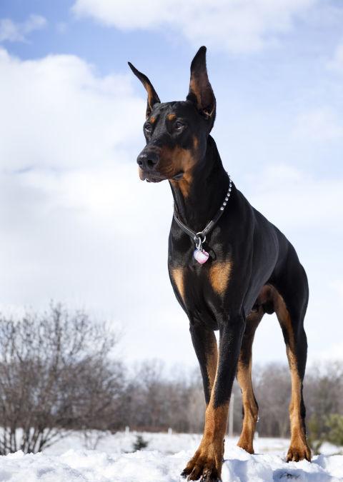 大狗也一样可爱5种你叫不出名字的可爱大狗