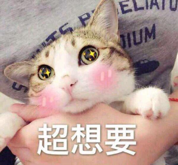 小仙女专用表情包可爱猫咪