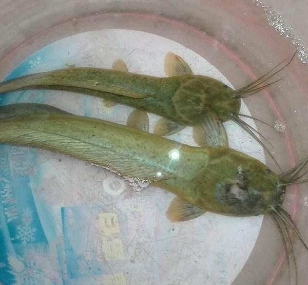 生长在水里的野味, 你吃过几种?|河蚌|塘角鱼|黄鳝_新浪新闻