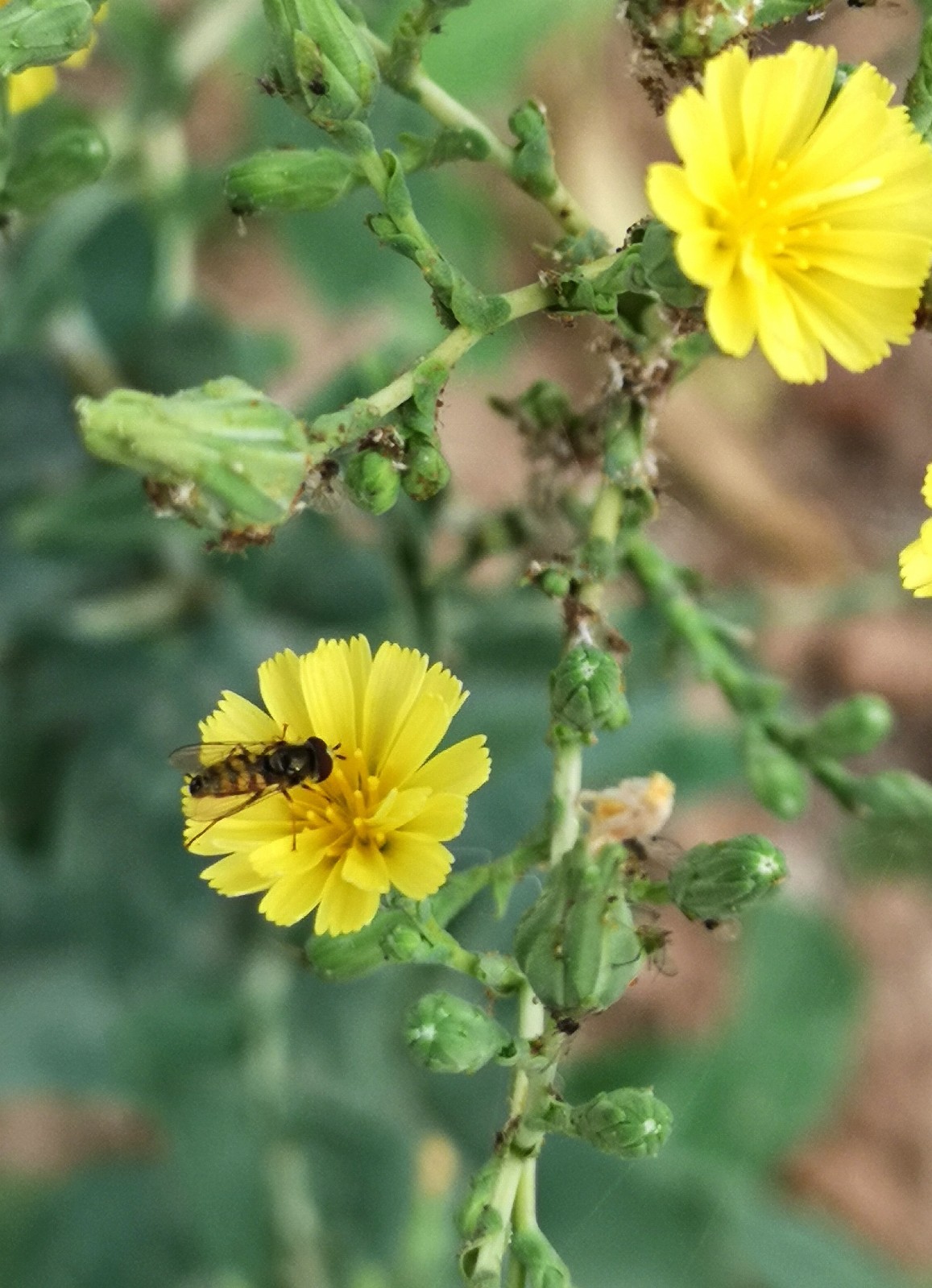 你一定吃过这种蔬菜,可是它开的花你见过吗|油麦菜|蔬菜_新浪新闻