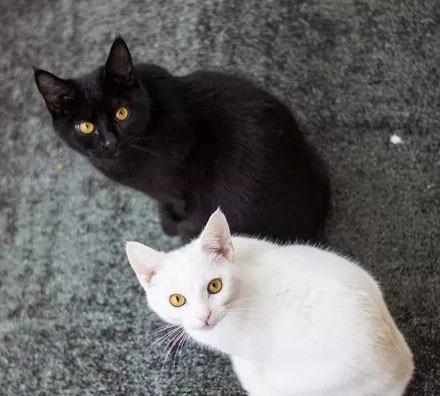 好亲密的黑猫白猫
