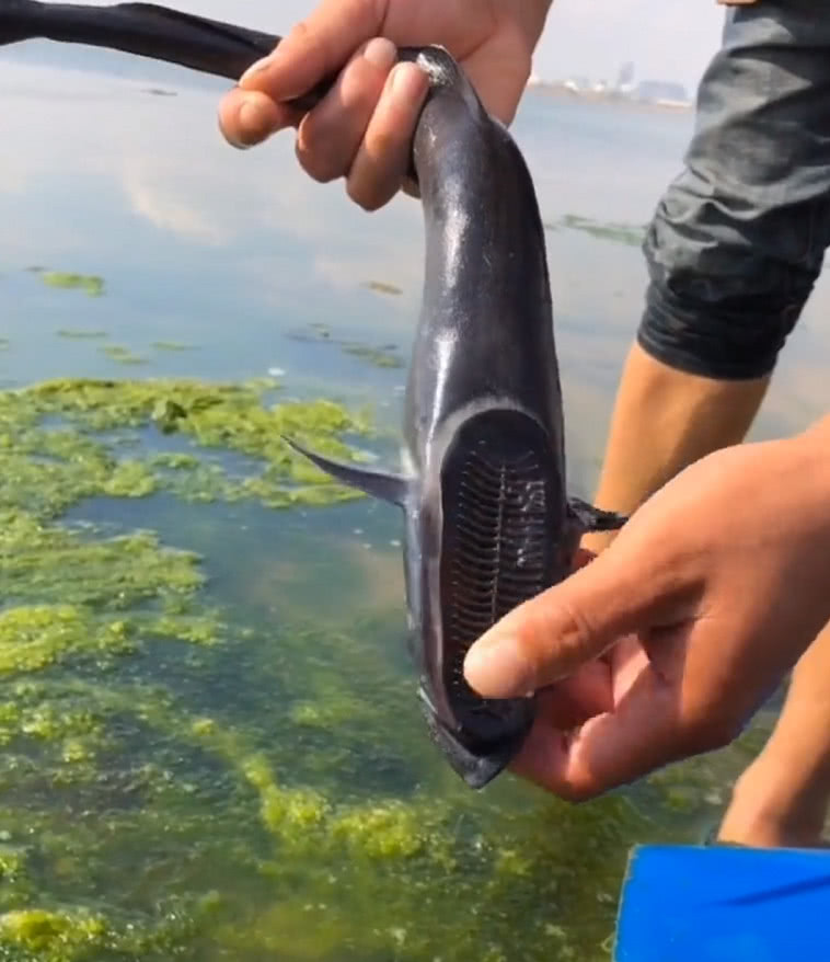 小伙海边捉到一条黑色怪鱼,一瞧下巴,网友:大开眼界