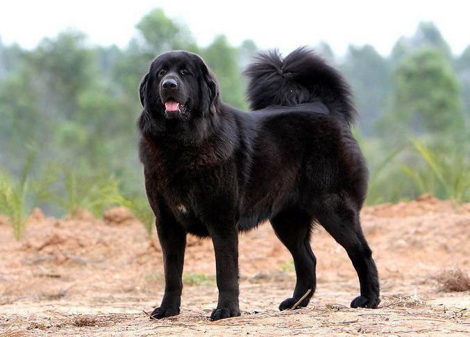 藏獒战斗力到底有多强3只豺狗抗衡豹子藏獒单挑豺狗谁更强