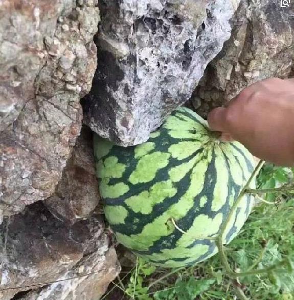 男子发现一个"石头西瓜",走过去摸了一下,开心坏了!