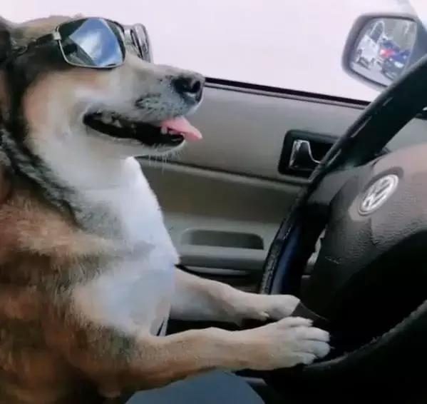 铲屎官教自家的狗子开车,这模样学的可认真了|狗子|主人|狗狗_新浪网