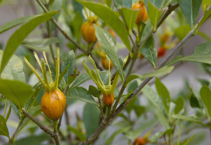 终于集齐了赣州人小时候吃过的10种野果子你吃过几种
