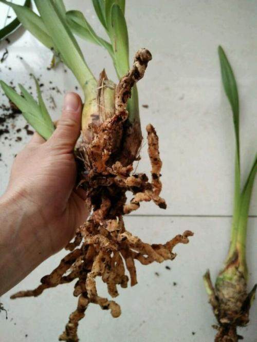 教你3个"小方法",轻松解决烂根问题