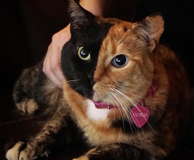 阿根廷这只喵界最火的网红猫,阴阳脸配上阴阳眼,吸粉无数!