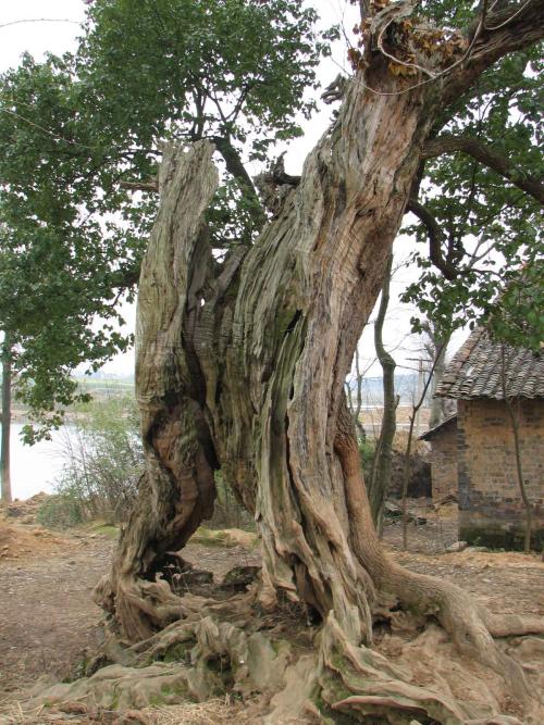 男子不顾一切反对坚持要砍百年老树,村里人都劝他,结果却是这样