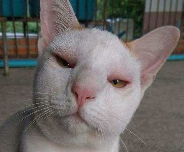 猫咪出去一趟后竟然肿着脸回来,主人看了之后,简直是爆笑不已