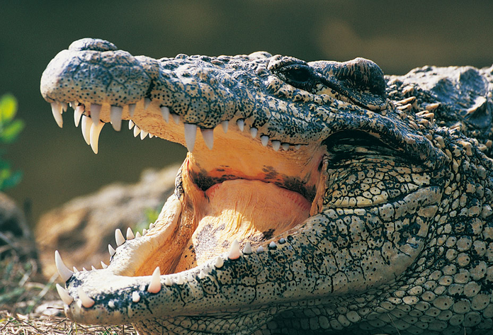 鳄鱼痛苦嗷叫向人类求助,人们看清后羞愧不已却不敢上前!