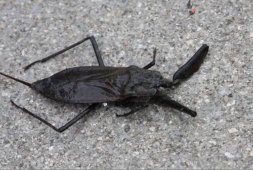 蝎子是五毒之一,那"水蝎子"有没有毒性呢?