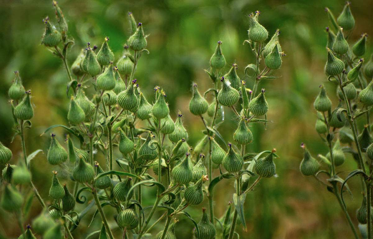 农村麦田常见杂草,开花像宝瓶,是一种美味野菜还能润肺止咳