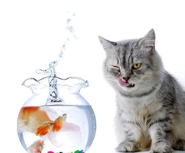 猫在陆地,鱼在水,猫咪为啥爱吃鱼?