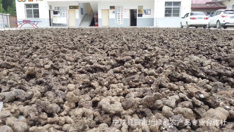 秦岭瑰宝宁陕猪苓