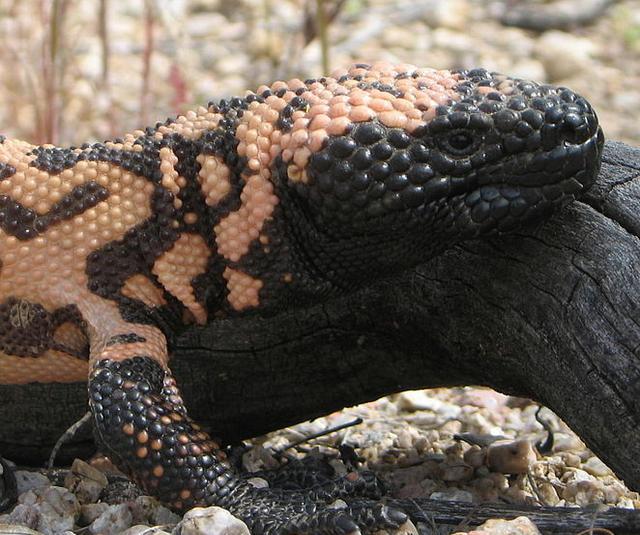 地球上10大最怪异的蜥蜴, 第九像蛇, 第七会飞行, 第一有点可怕