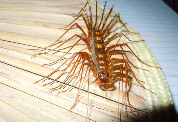 像蜈蚣而又比蜈蚣稍小,有15对细长的腿,蚰蜒是节肢动物