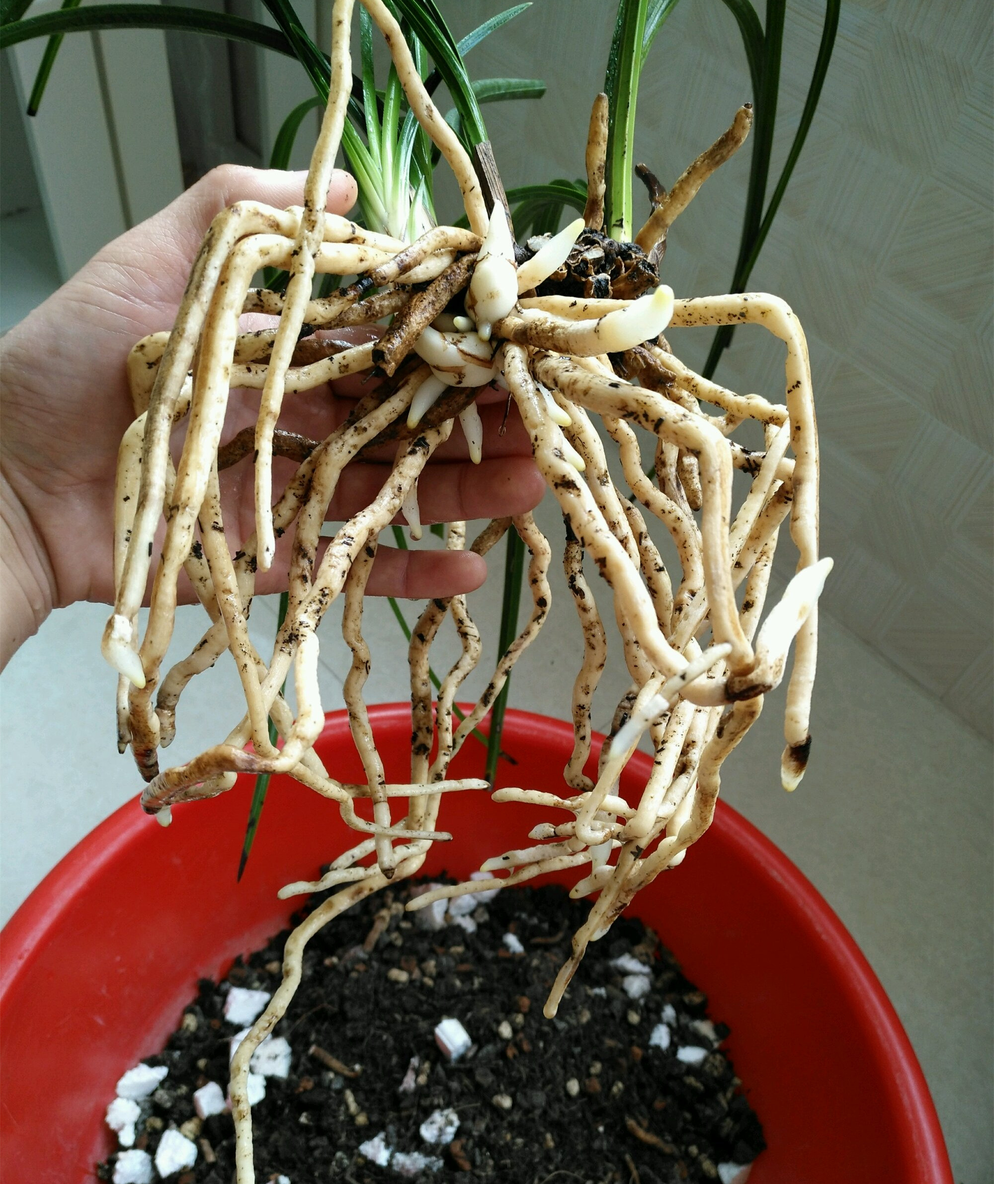 老兰友养兰花用这种植料,开花香又多,呼呼冒出大白根!