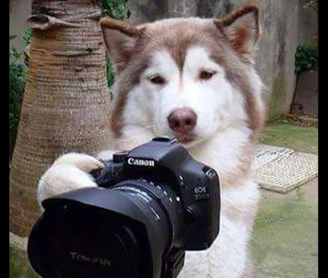 网友用相机给阿拉斯加拍照,拍完后它还要仔细查看:这张不行呀!