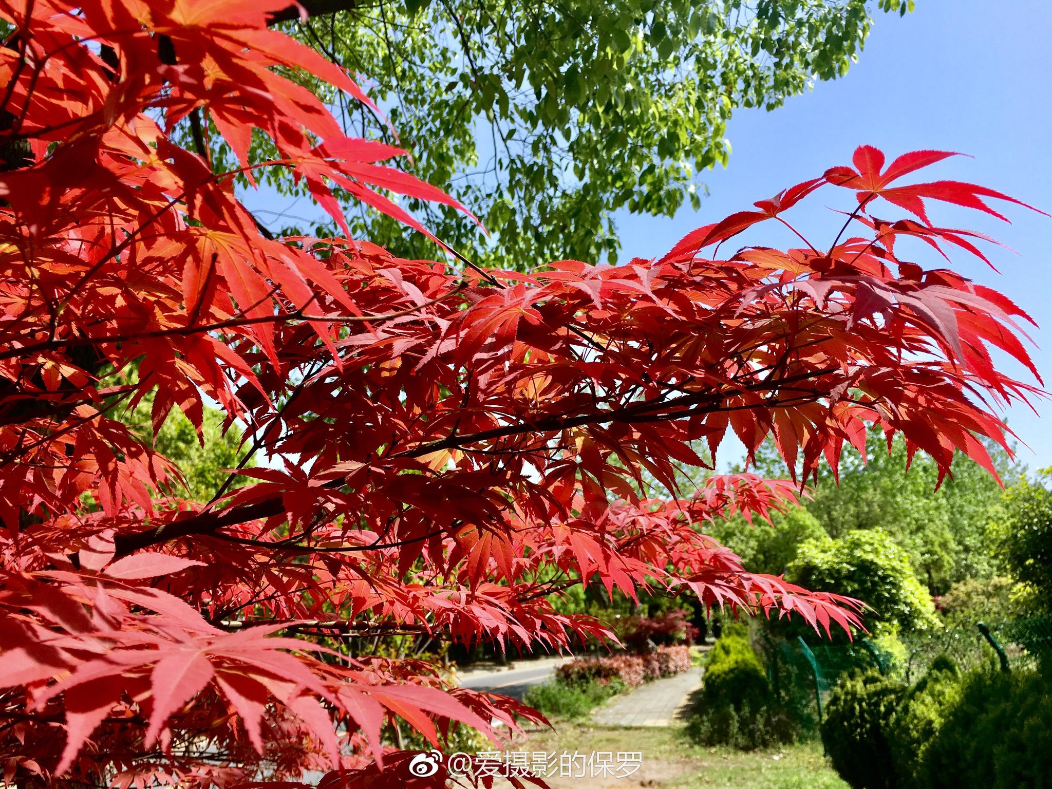 图五树名加拿大杨