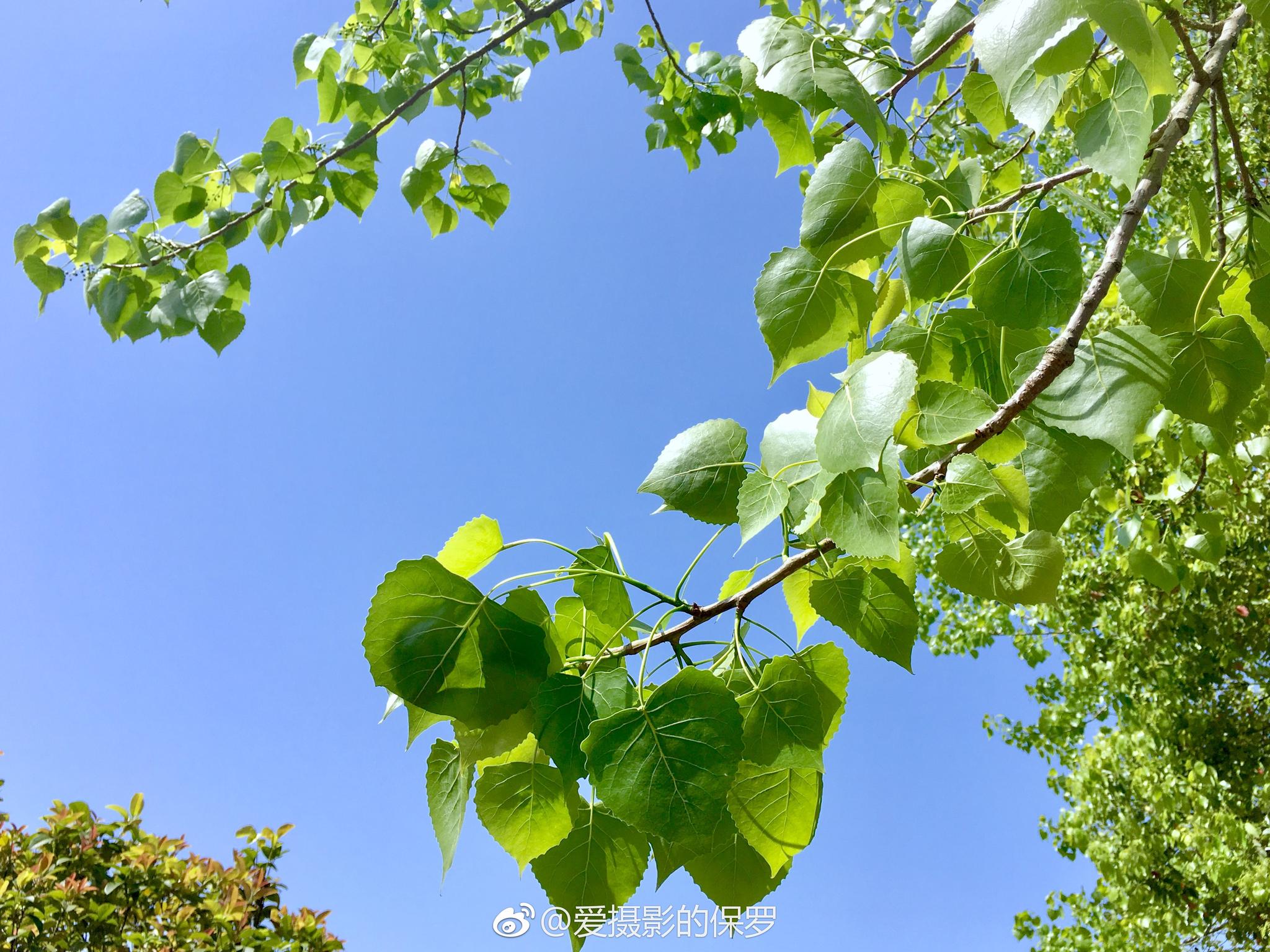 加杨真实图片