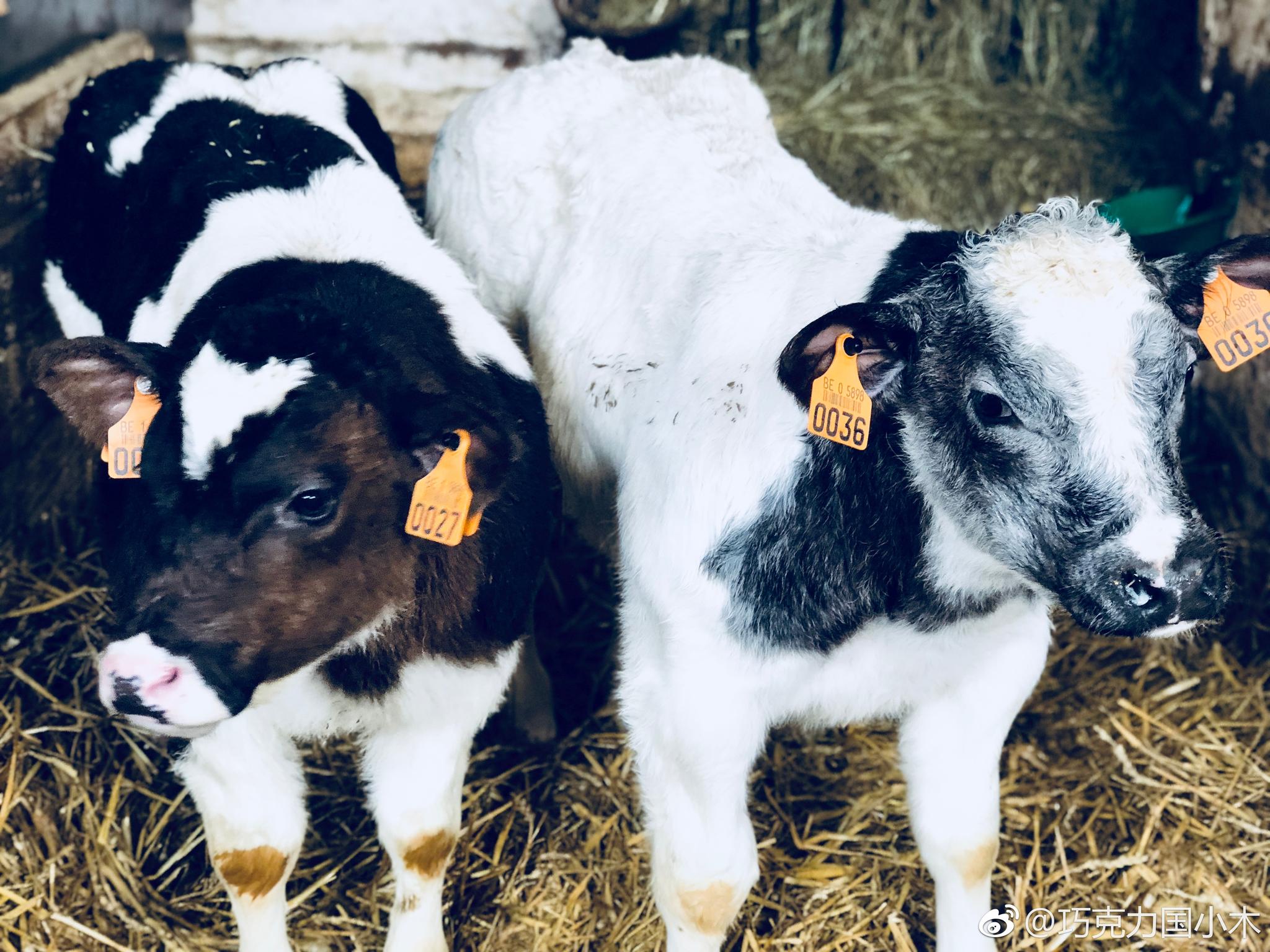 参观比利时蓝白花肌肉牛场,看到各种年龄段的牛牛们