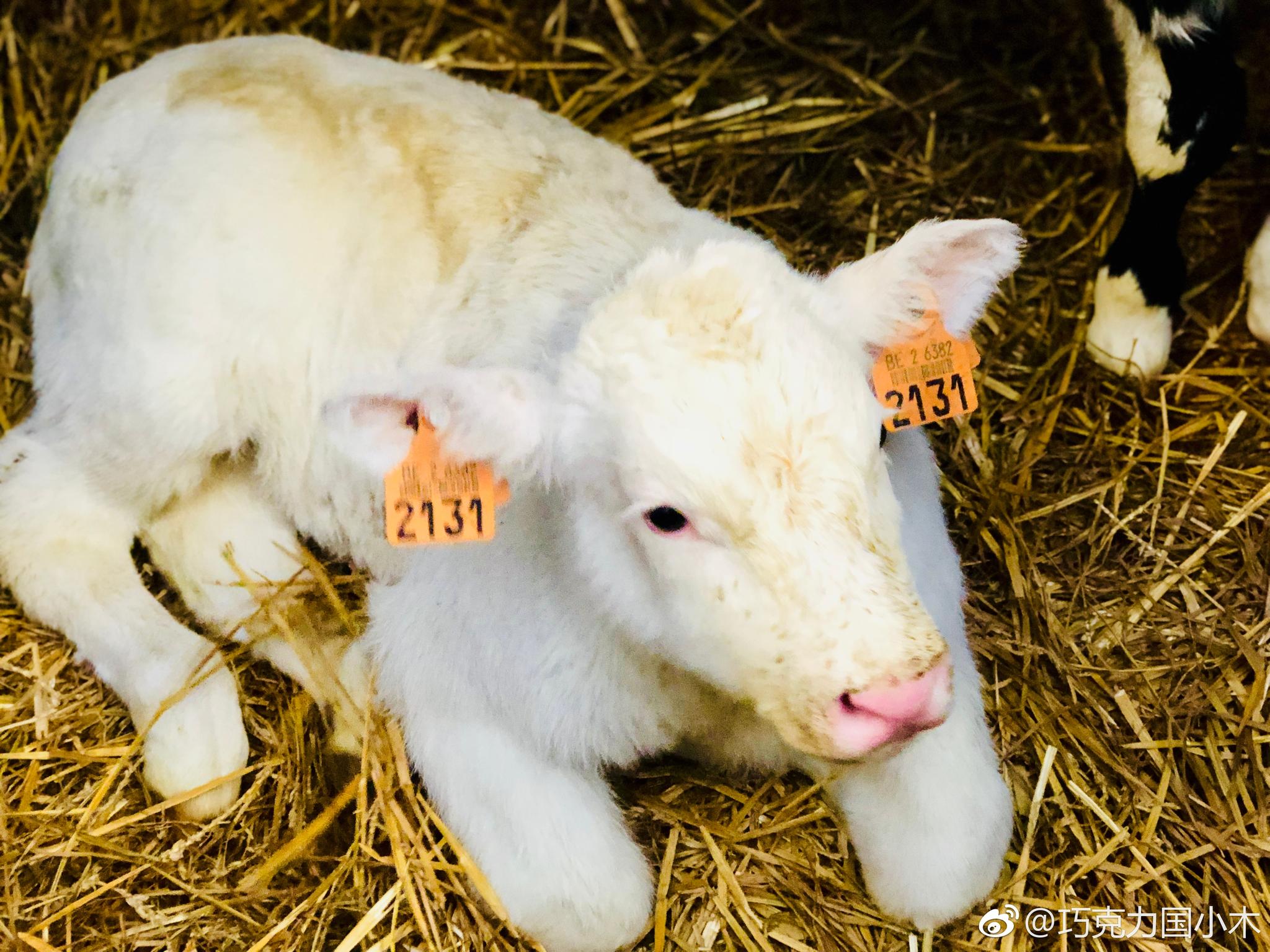 参观比利时蓝白花肌肉牛场,看到各种年龄段的牛牛们