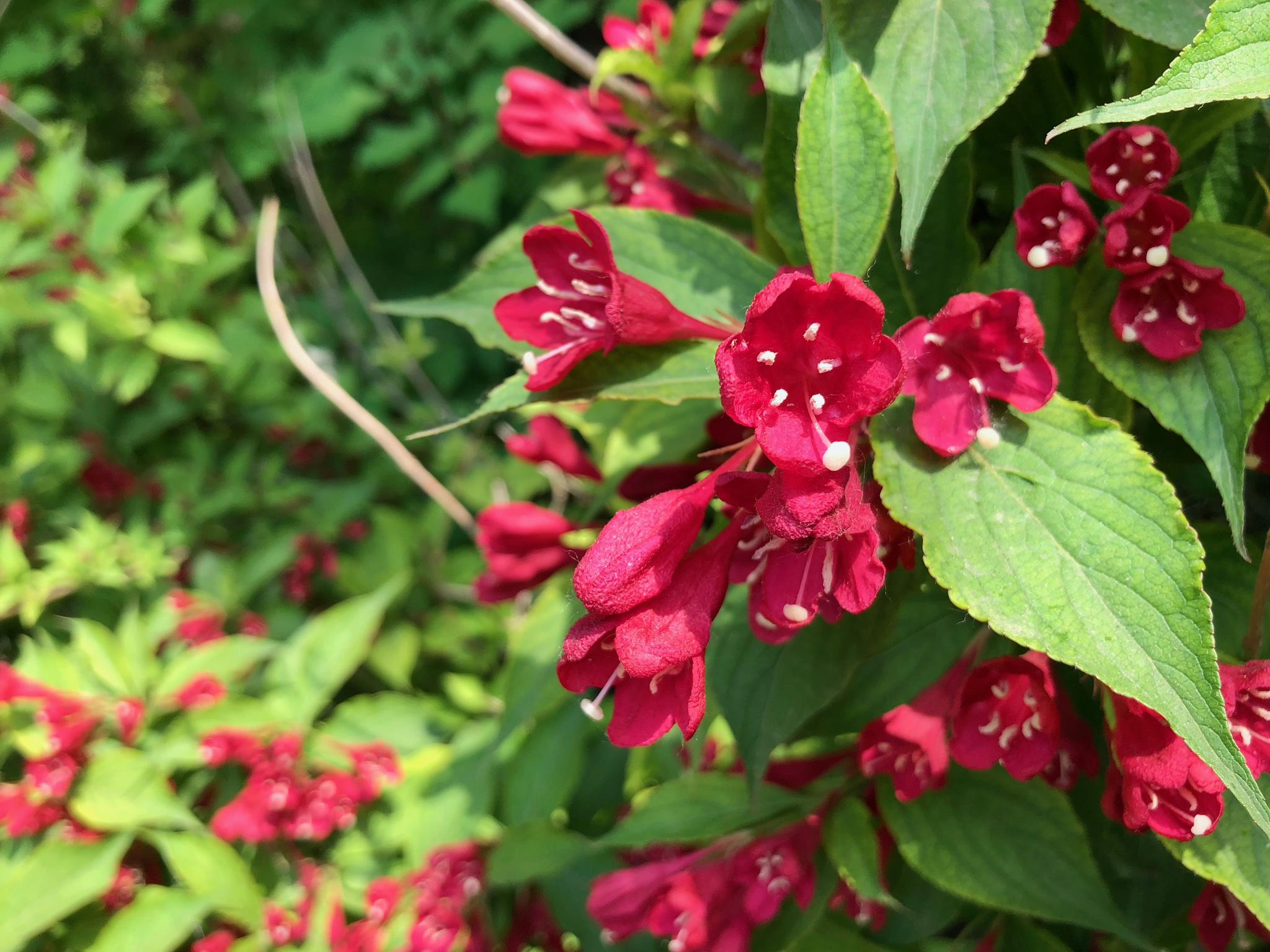 赏花:红王子锦带花,忍冬科锦带花属植物.北京奥林匹克公园
