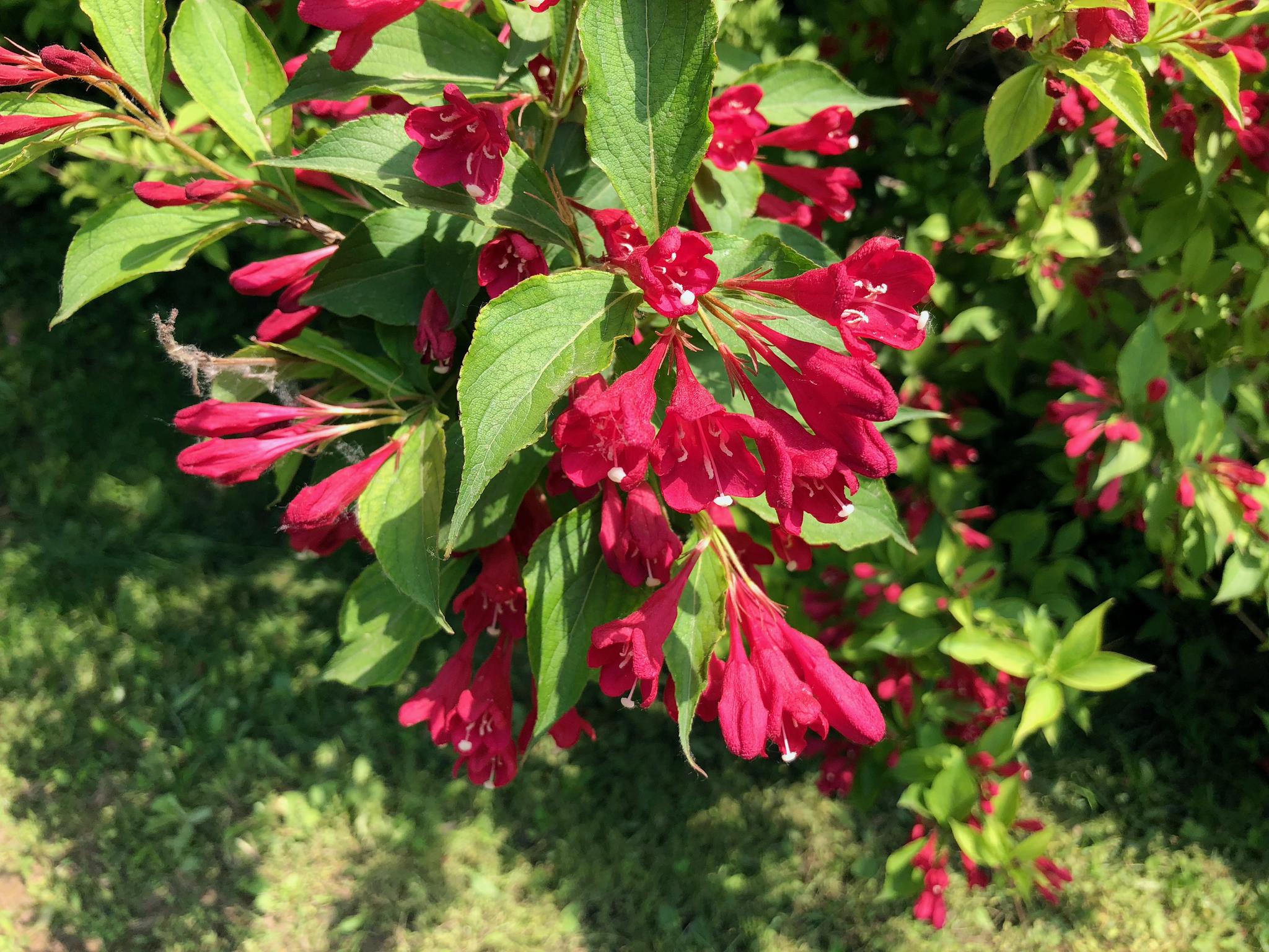 赏花:红王子锦带花,忍冬科锦带花属植物.北京奥林匹克公园