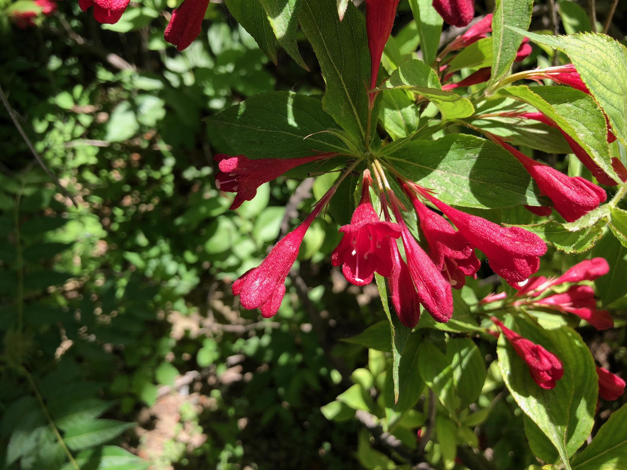 赏花:红王子锦带花,忍冬科锦带花属植物.北京奥林匹克公园