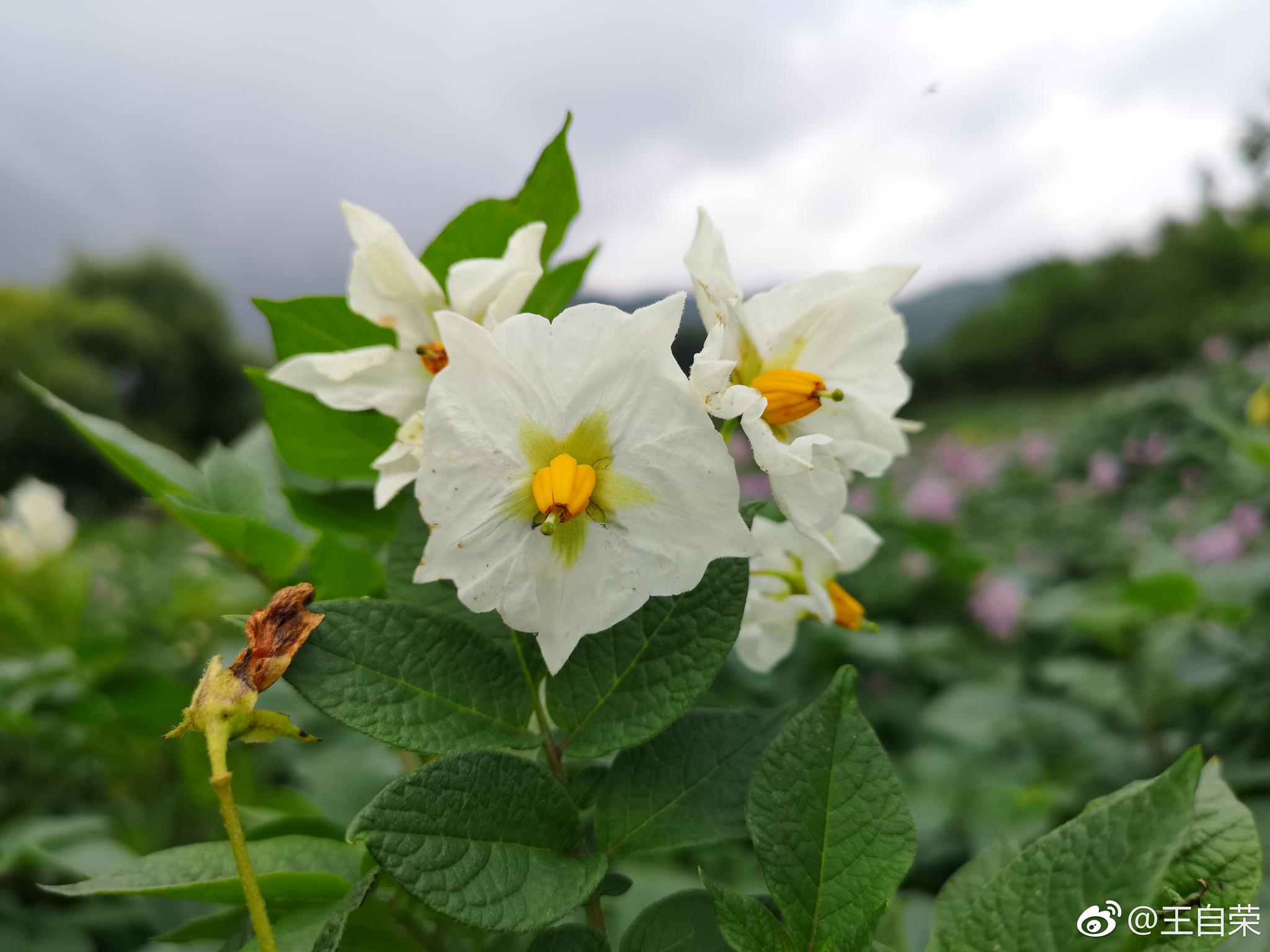 再看洋芋土豆花