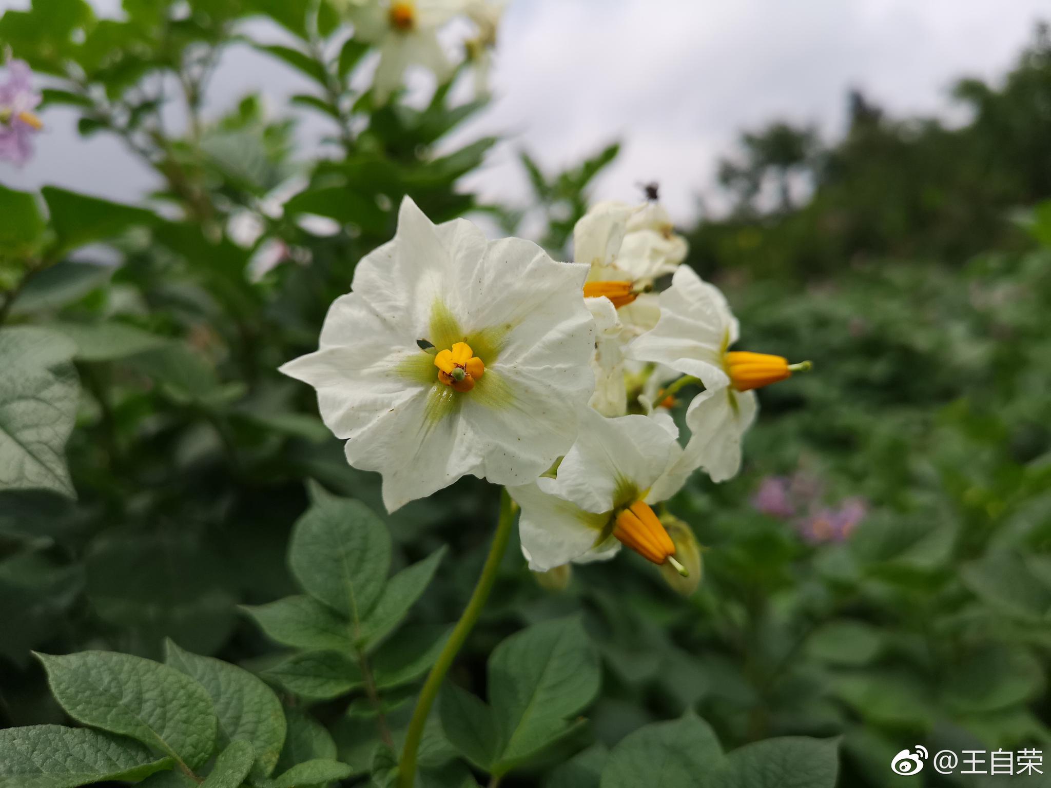 再看洋芋土豆花