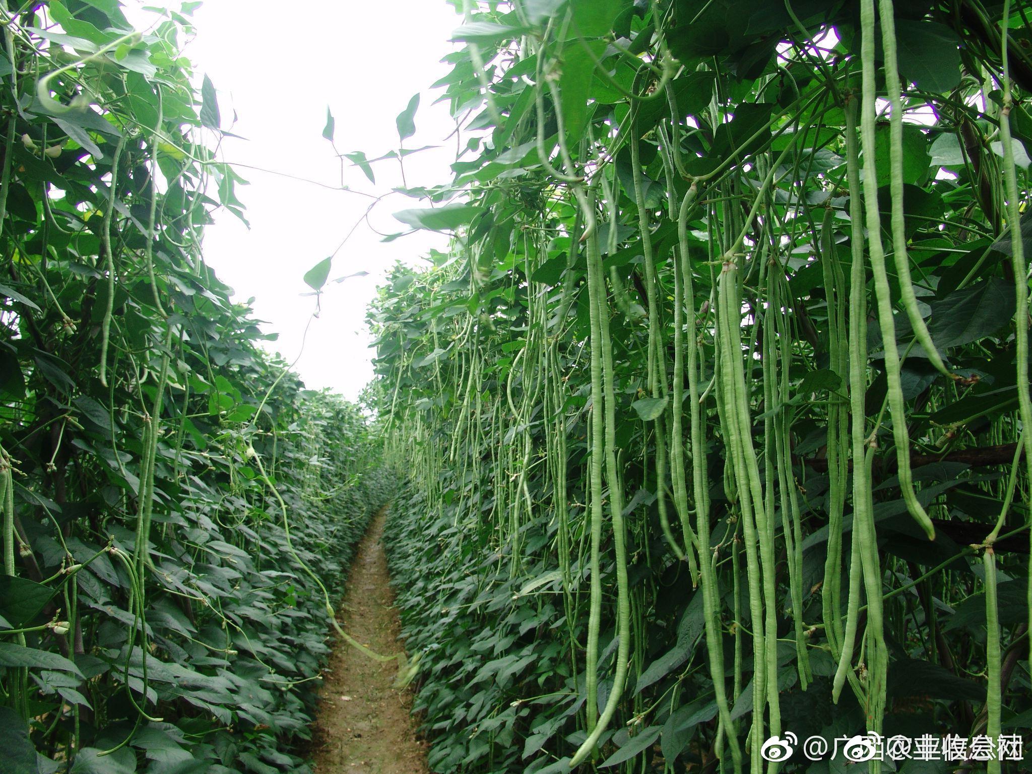 北海绿色豇豆红火走四方