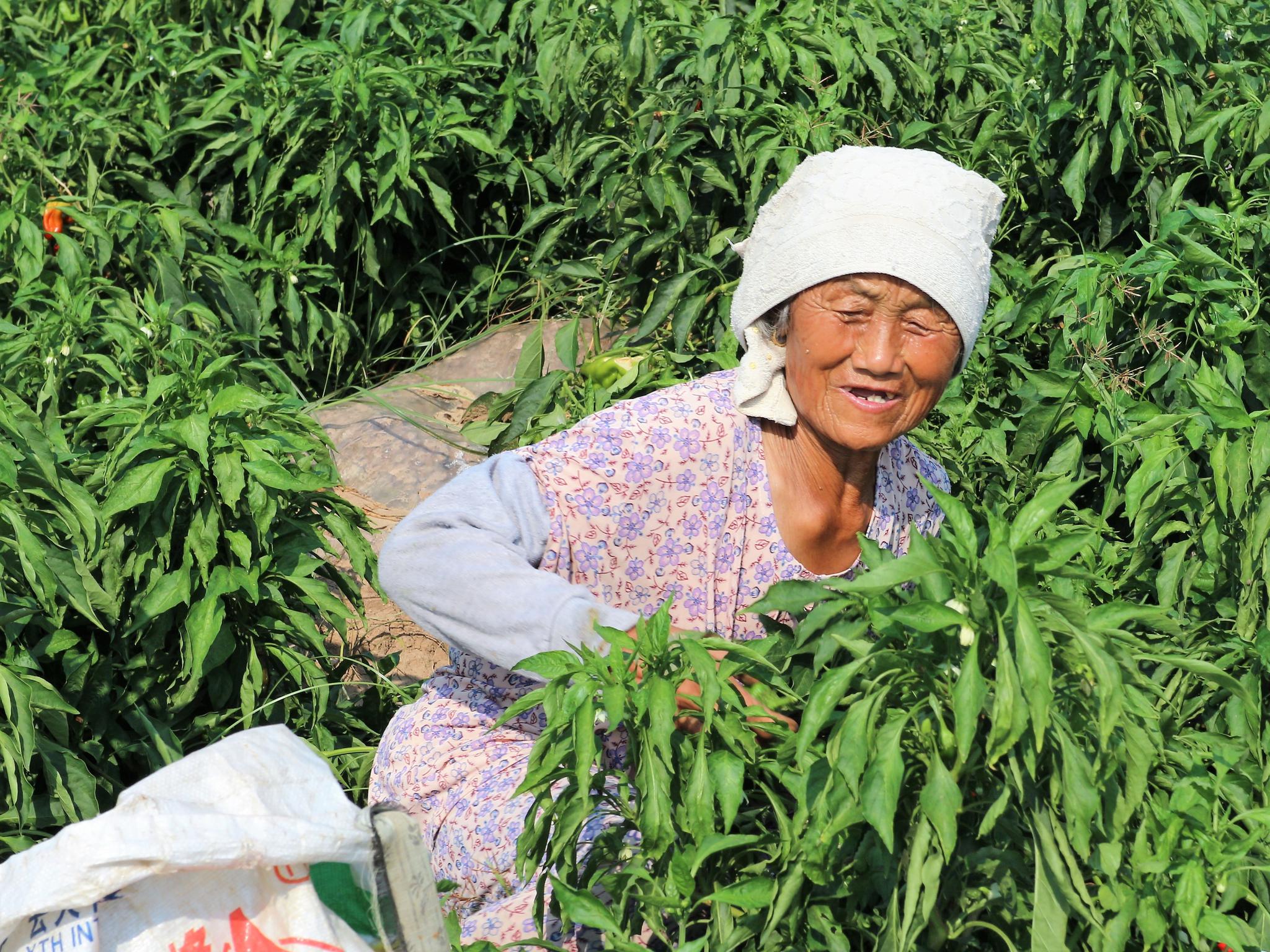 可是农村种辣椒的老人依然没有回避,因为她们对渴望美好的生活!