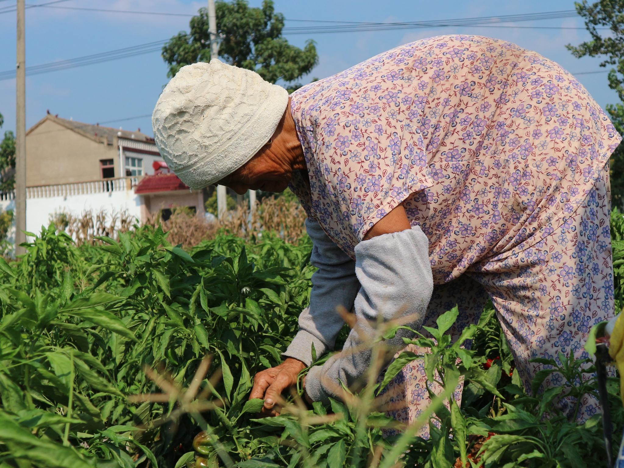农村老人田间采摘辣椒,日挣60元很知足,真相却让人沉默!