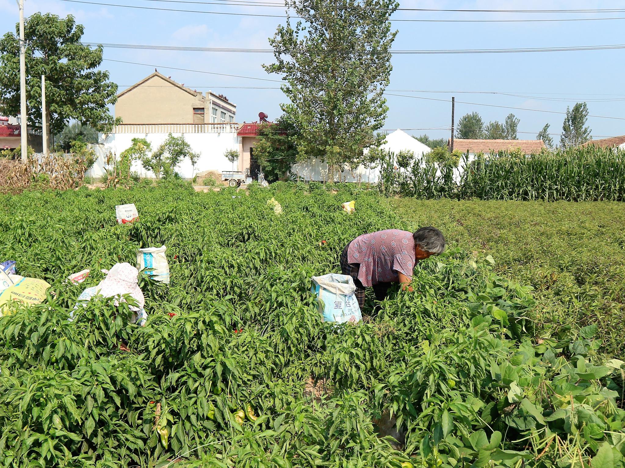 农村老人田间采摘辣椒,日挣60元很知足,真相却让人沉默!