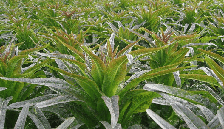 "千金菜"比红薯的抗癌效果还要强! 饭桌上怎能少了它?