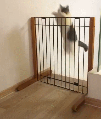 宠物英国短毛猫