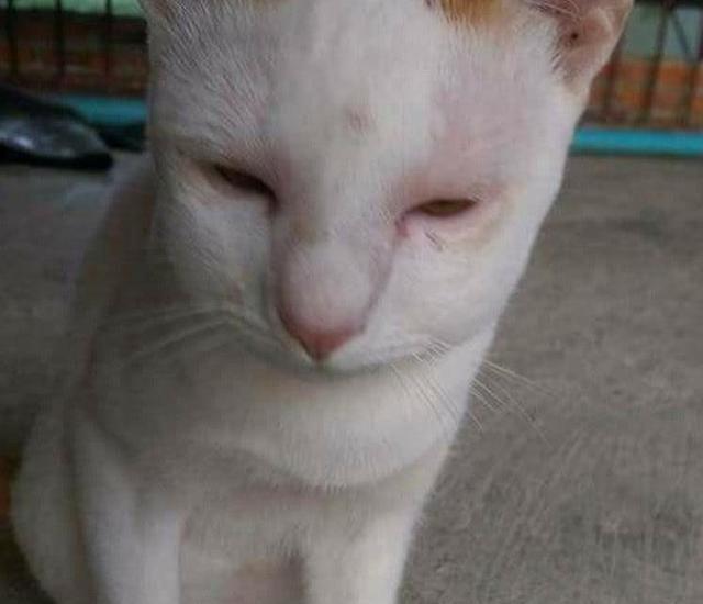 猫咪出去一趟后竟然肿着脸回来,主人看了之后,简直是爆笑不已