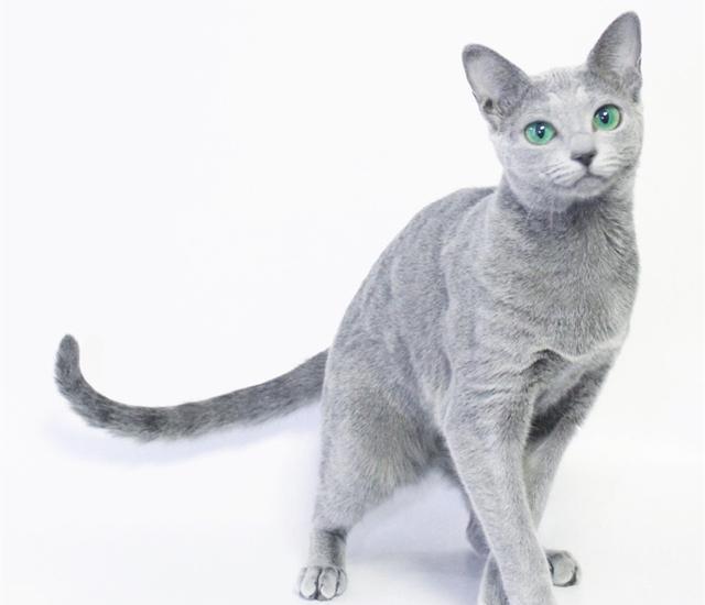 手把手教你辨认喵星人第二期|异国短毛猫|波斯猫|猫_新浪新闻