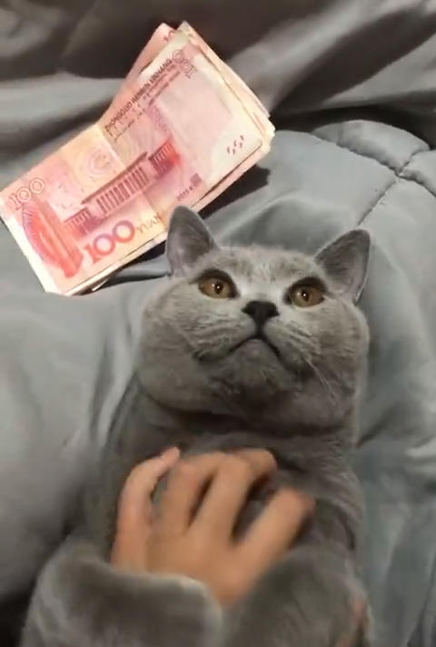 主人被猫咬个不停,气得他掏出一把钱砸在猫脸上,下一秒网友笑喷