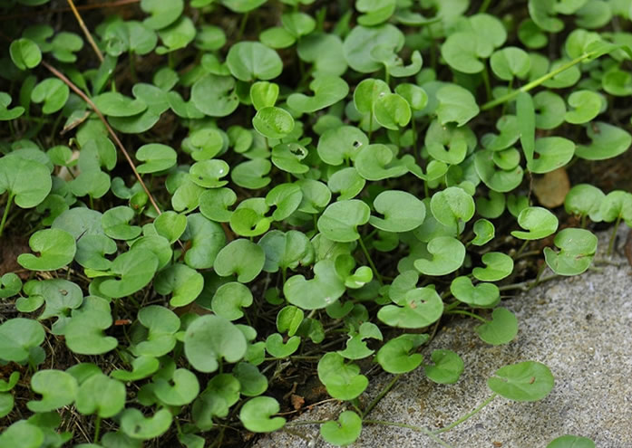 回家盆栽起来,给点水就疯长,爆盆好漂亮|荷包|盆栽|杂草_新浪新闻