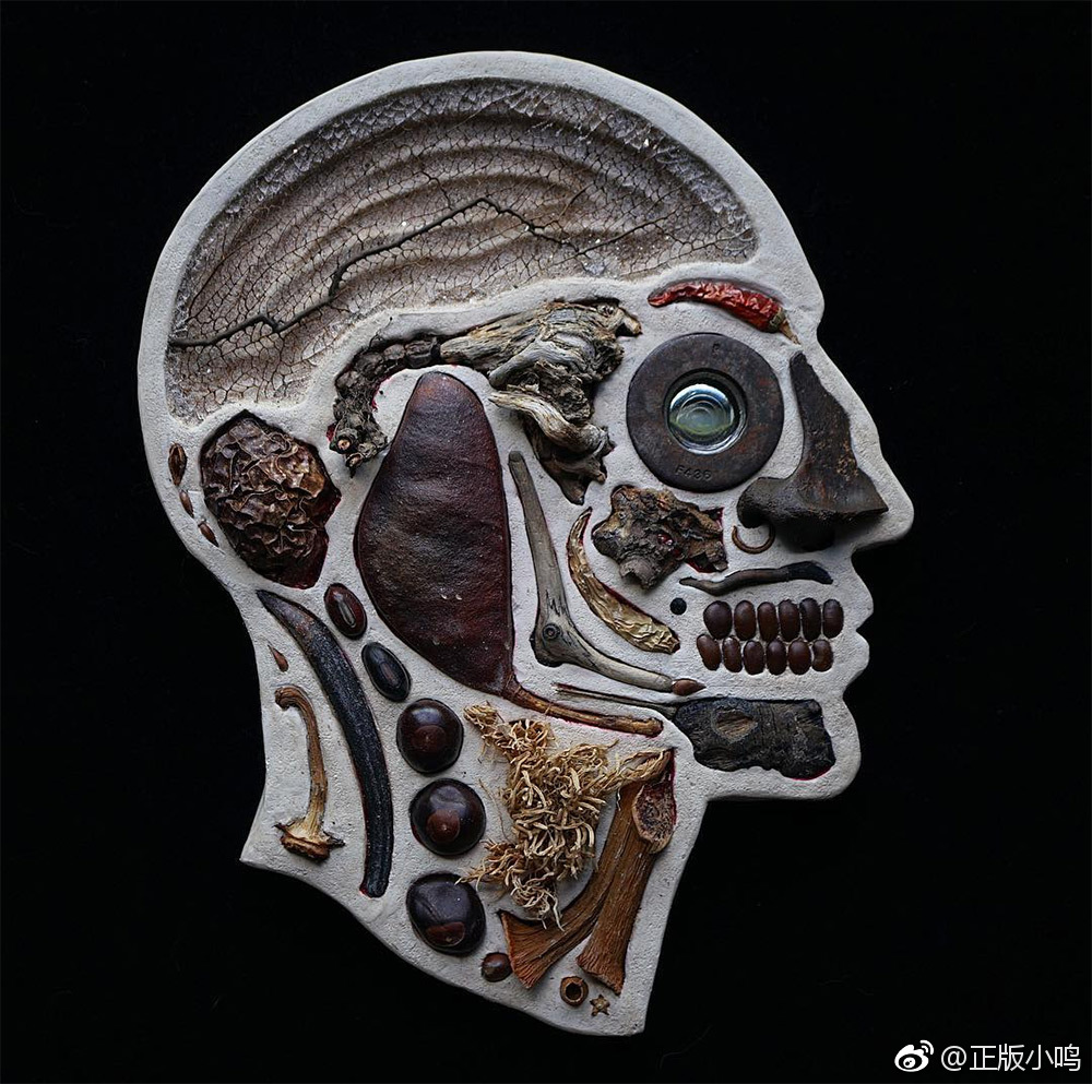 芝加哥的艺术家duo edwige massart和xavier wynn的人类头部的横切面