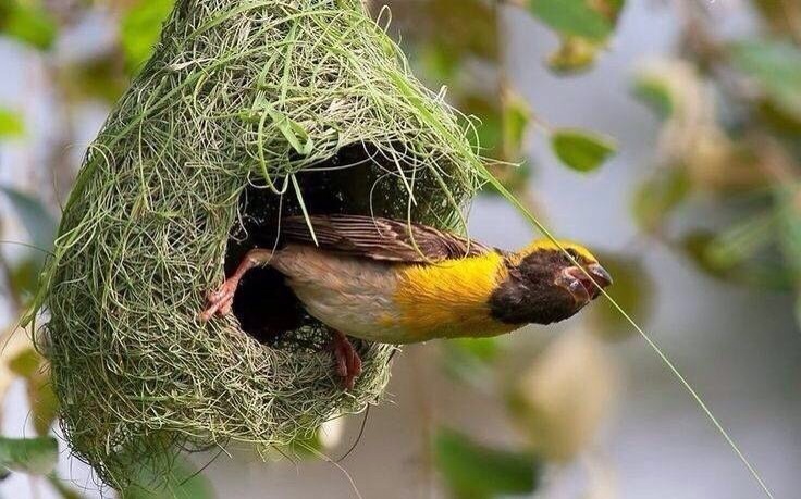 织鸟衔泥结草为巢世界上最勤劳的动物之非洲织鸟capeweaver67